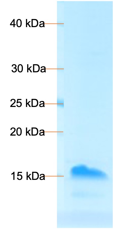 Recombinant MPXV A44R Protein, C-term His (E. Coli)